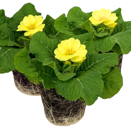 Primula vulgaris Primrose 105cm at Cedar Nursery Surrey