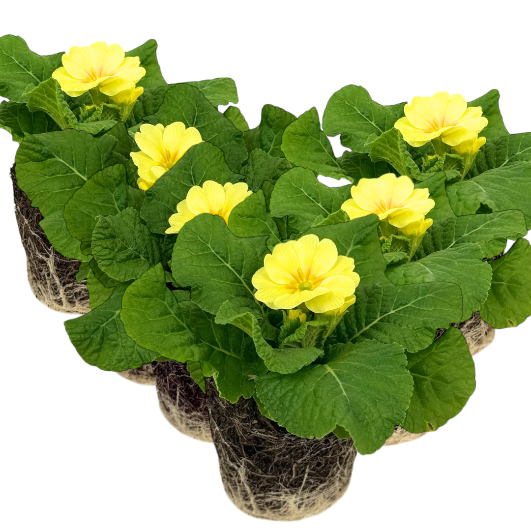 Primula vulgaris Primrose 105cm at Cedar Nursery Surrey
