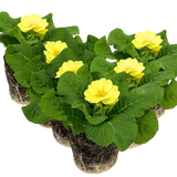 Primula vulgaris Primrose 105cm at Cedar Nursery Surrey