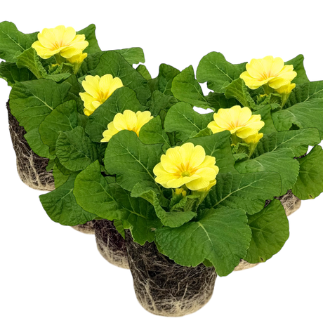 Primula vulgaris Primrose 105cm at Cedar Nursery Surrey
