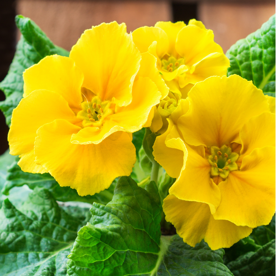 Primula x polyantha Polyanthus 105cm at Cedar Nursery Surrey
