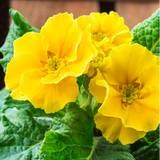Primula x polyantha Polyanthus 105cm at Cedar Nursery Surrey