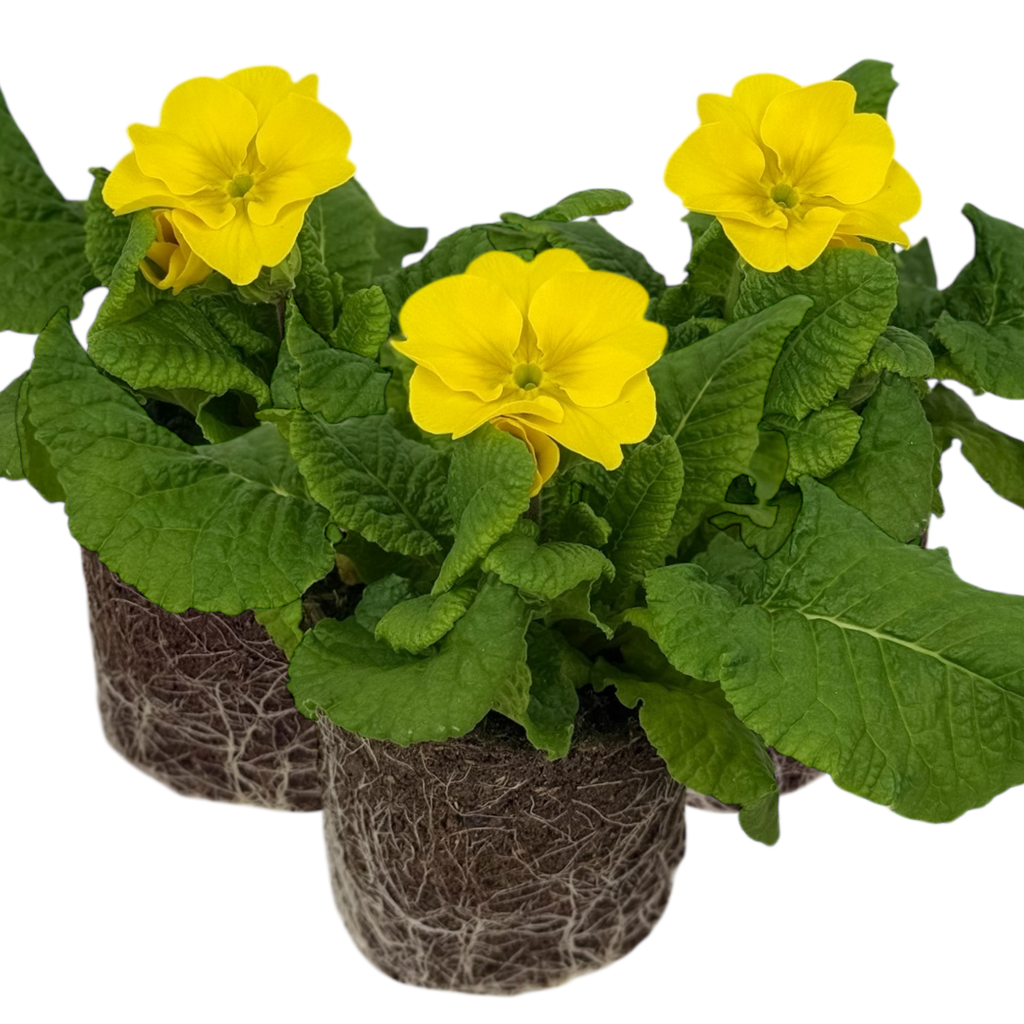 Primula x polyantha Polyanthus 105cm at Cedar Nursery Surrey