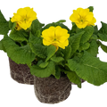 Primula x polyantha Polyanthus 105cm at Cedar Nursery Surrey