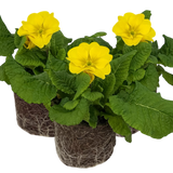 Primula x polyantha Polyanthus 105cm at Cedar Nursery Surrey