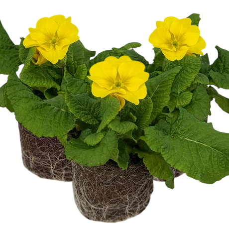 Primula x polyantha Polyanthus 105cm at Cedar Nursery Surrey