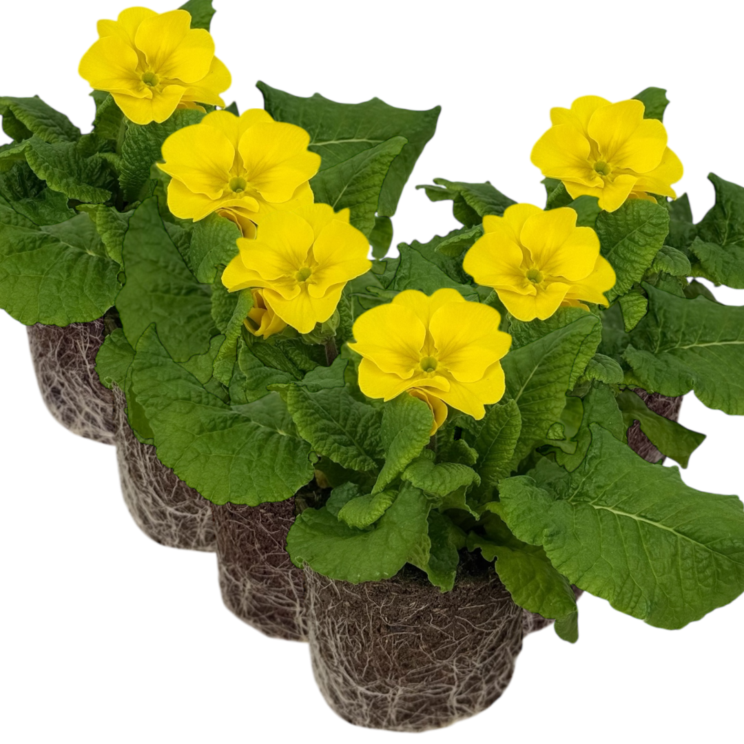 Primula x polyantha Polyanthus 105cm at Cedar Nursery Surrey