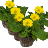 Primula x polyantha Polyanthus 105cm at Cedar Nursery Surrey