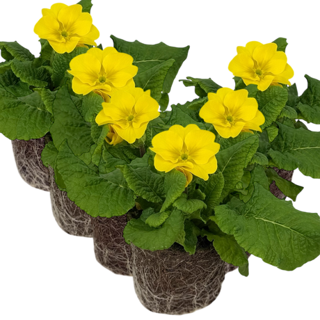 Primula x polyantha Polyanthus 105cm at Cedar Nursery Surrey