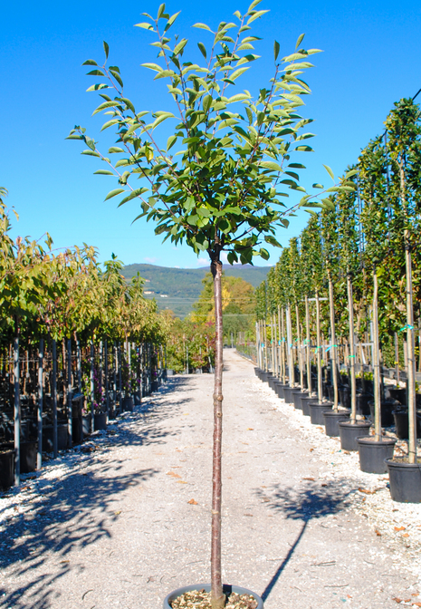 Prunus avium 'Griotte de Montmorency' (Cherry)
