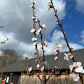 Prunus armeniaca 'Precoce de Saumur' - available from Cedar Nursery, Surrey