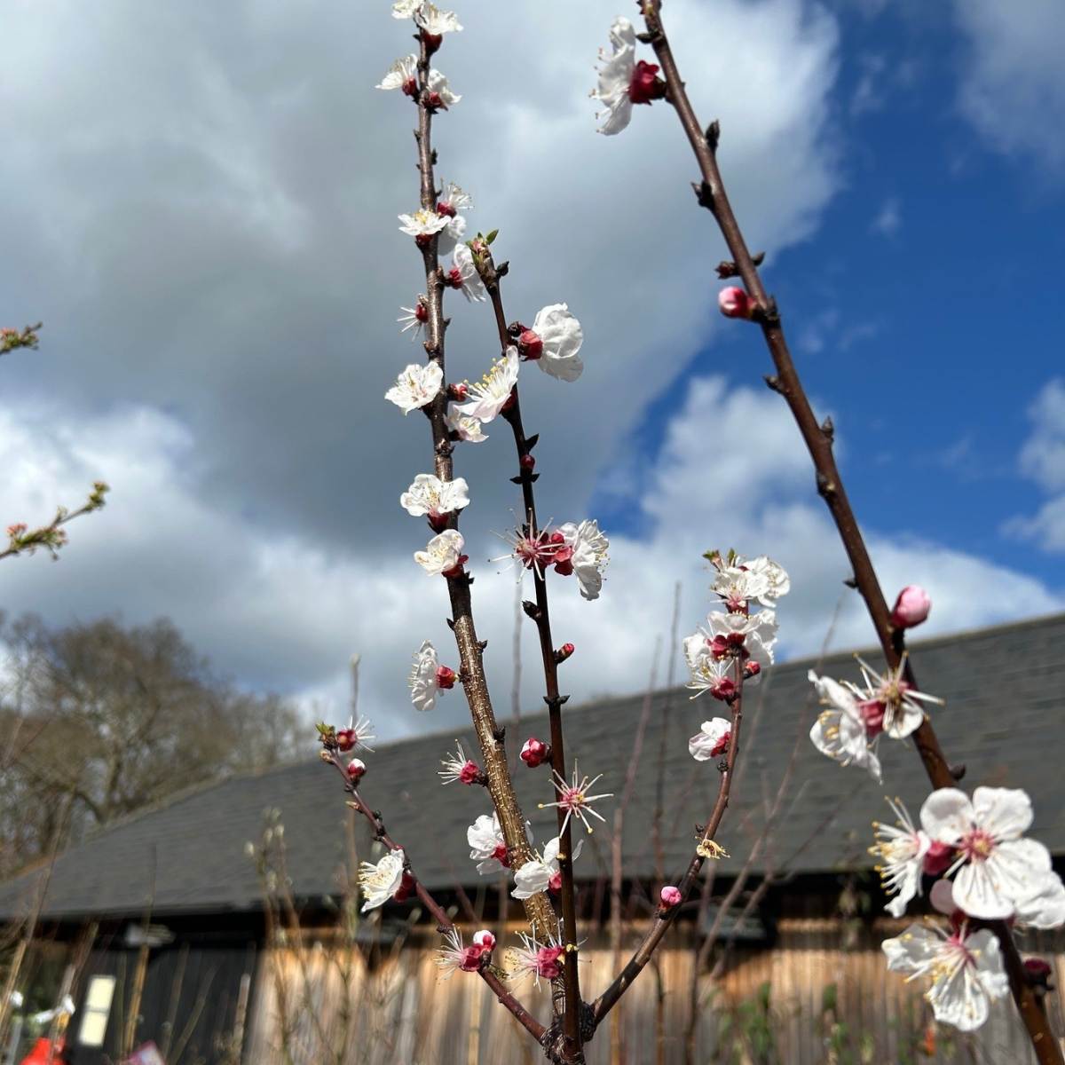 Prunus armeniaca 'Precoce de Saumur' - available from Cedar Nursery, Surrey