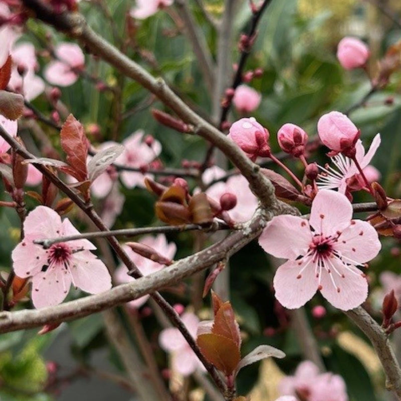 Buy Prunus cerasifera 'Pissardii' direct from Cedar Nursery, Surrey. Specialists in quality plants and trees