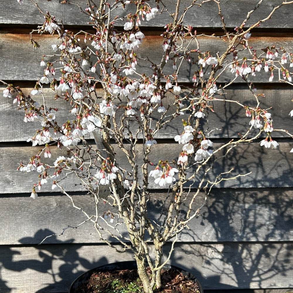 Buy Prunus incisa 'Kojo-no-mai' online from Cedar Nursery, Surrey
