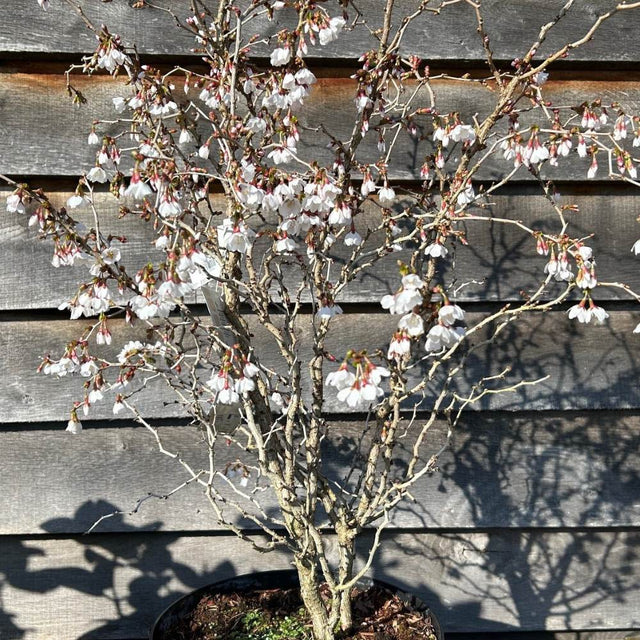 Buy Prunus incisa 'Kojo-no-mai' online from Cedar Nursery, Surrey