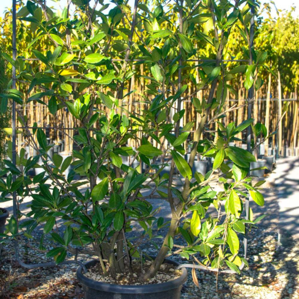 Buy Prunus laurocerasus 'Novita' - Espalier online from Cedar Nursery, Surrey