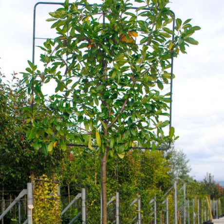 Buy Prunus laurocerasus 'Novita' - Pleached