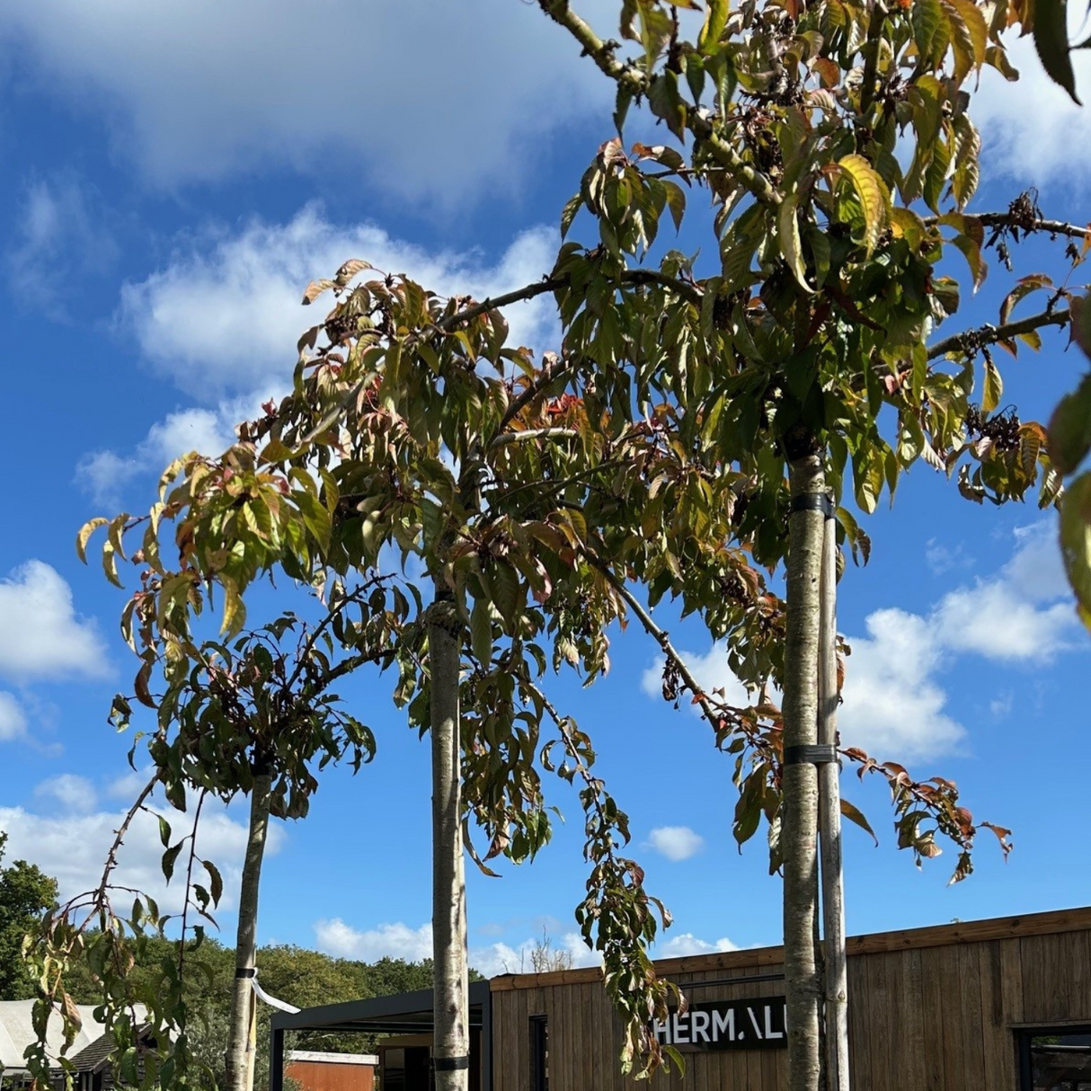 Cherry tree Prunus 'Kiku-shidare-zakura'