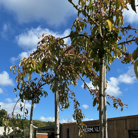 Cherry tree Prunus 'Kiku-shidare-zakura'