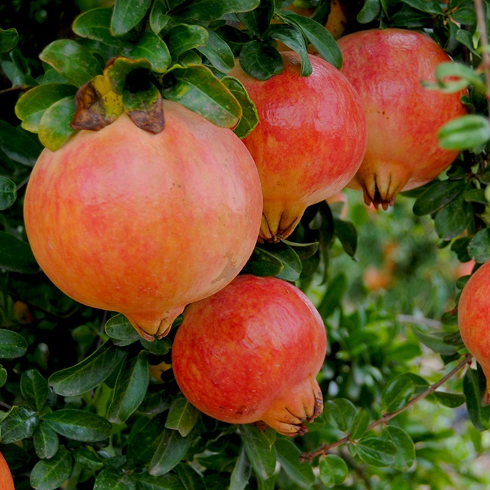 Punica granatum 'Mollar de Elche'