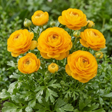 Ranunculus asiaticus 'Vortex Golden Yellow' from Cedar Nursery, Cobham