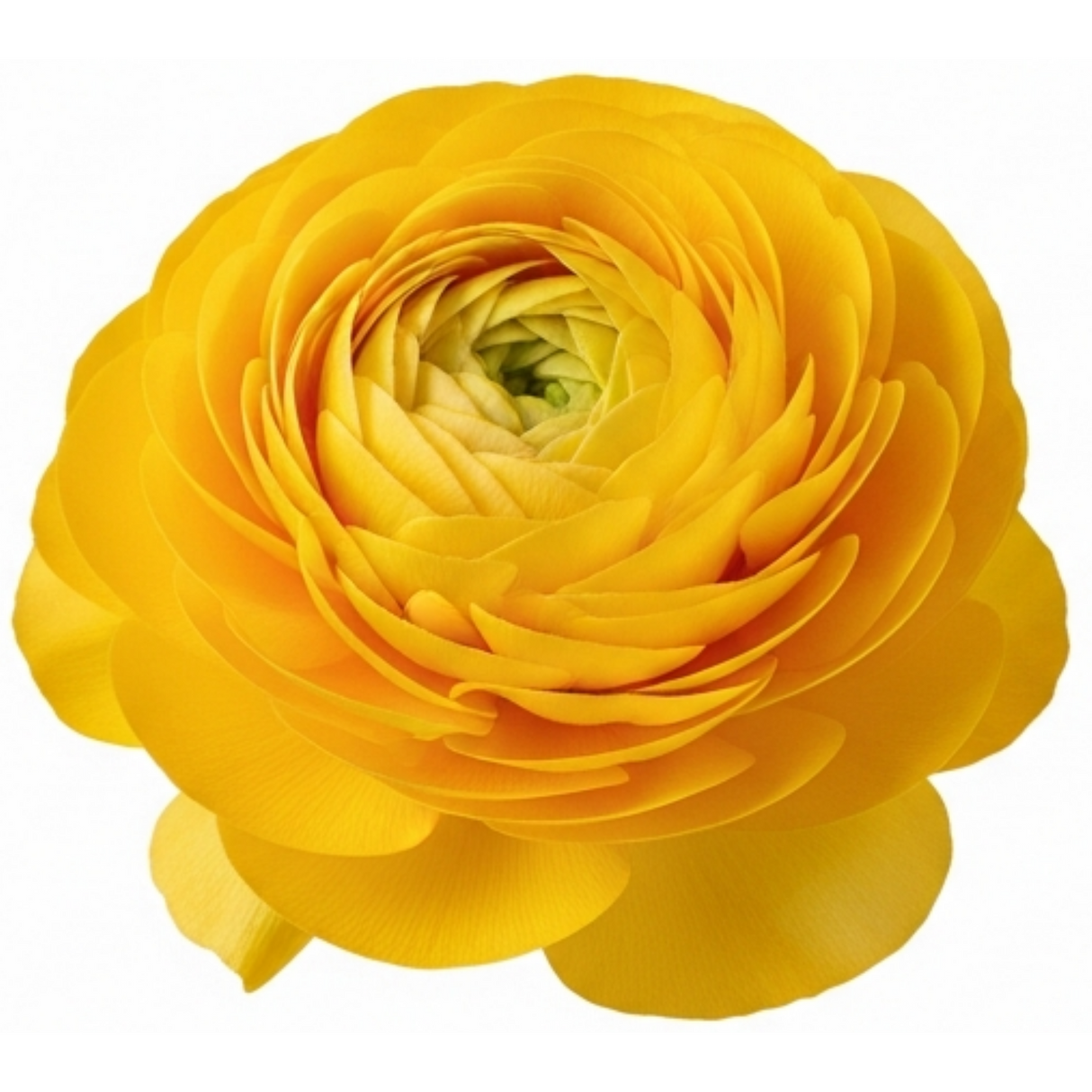 Ranunculus asiaticus 'Vortex Golden Yellow' from Cedar Nursery, Cobham
