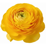 Ranunculus asiaticus 'Vortex Golden Yellow' from Cedar Nursery, Cobham