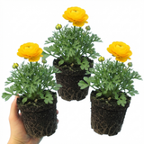Ranunculus asiaticus 'Vortex Golden Yellow' from Cedar Nursery, Cobham