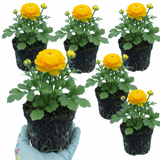 Ranunculus asiaticus 'Vortex Golden Yellow' from Cedar Nursery, Cobham