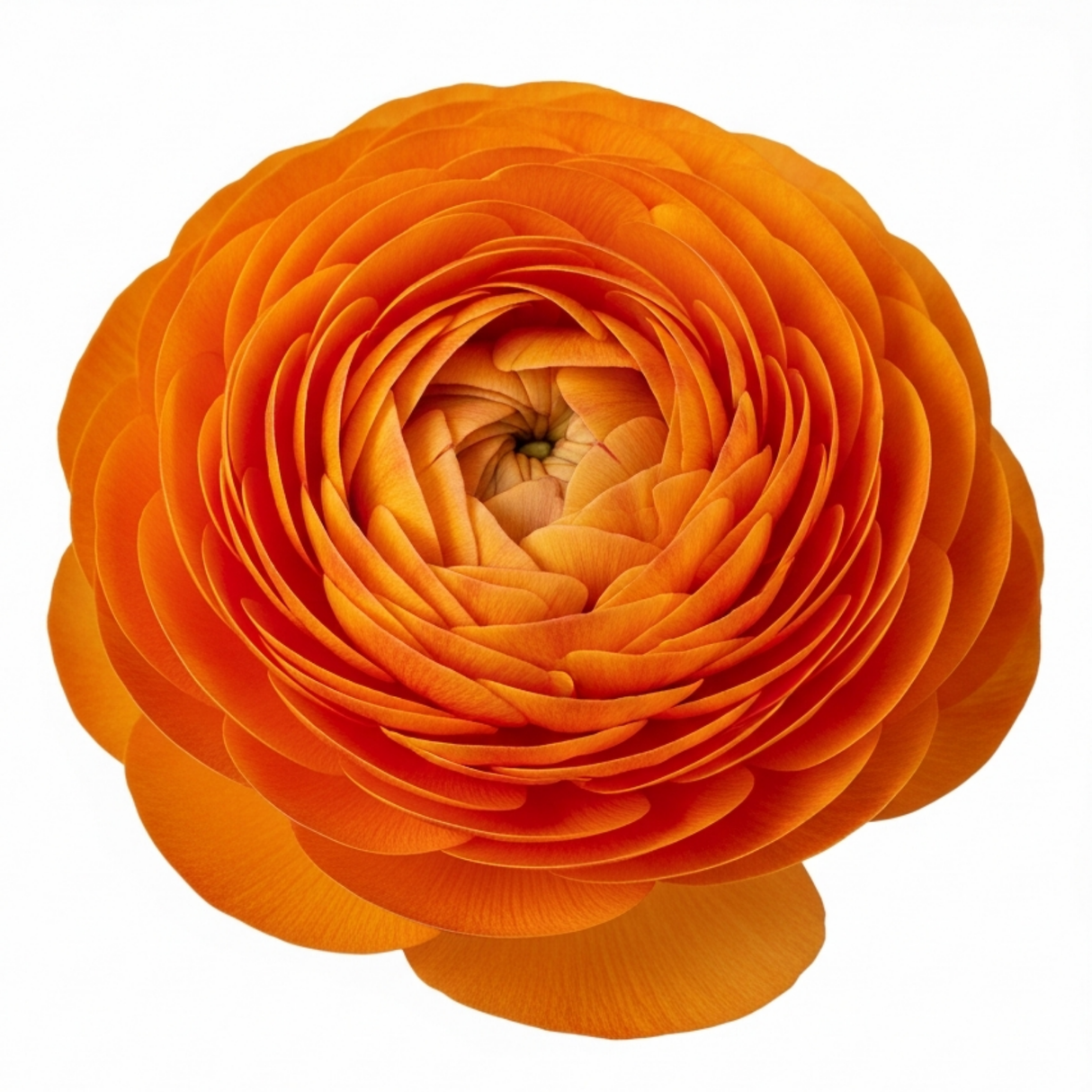 Ranunculus asiaticus 'Vortex Orange' from Cedar Nursery, Cobham