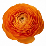 Ranunculus asiaticus 'Vortex Orange' from Cedar Nursery, Cobham