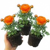 Ranunculus asiaticus 'Vortex Orange' from Cedar Nursery, Cobham
