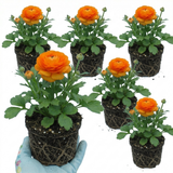 Ranunculus asiaticus 'Vortex Orange' from Cedar Nursery, Cobham