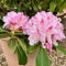 Buy Rhododendron 'Albert Schweitzer'  online or instore from Cedar Garden Nursery, Surrey