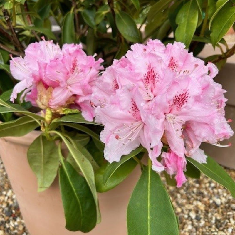 Buy Rhododendron 'Albert Schweitzer'  online or instore from Cedar Garden Nursery, Surrey