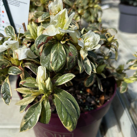 Rhododendron Autumn Moonstruck