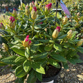 Rhododendron 'Cosmopolitan'