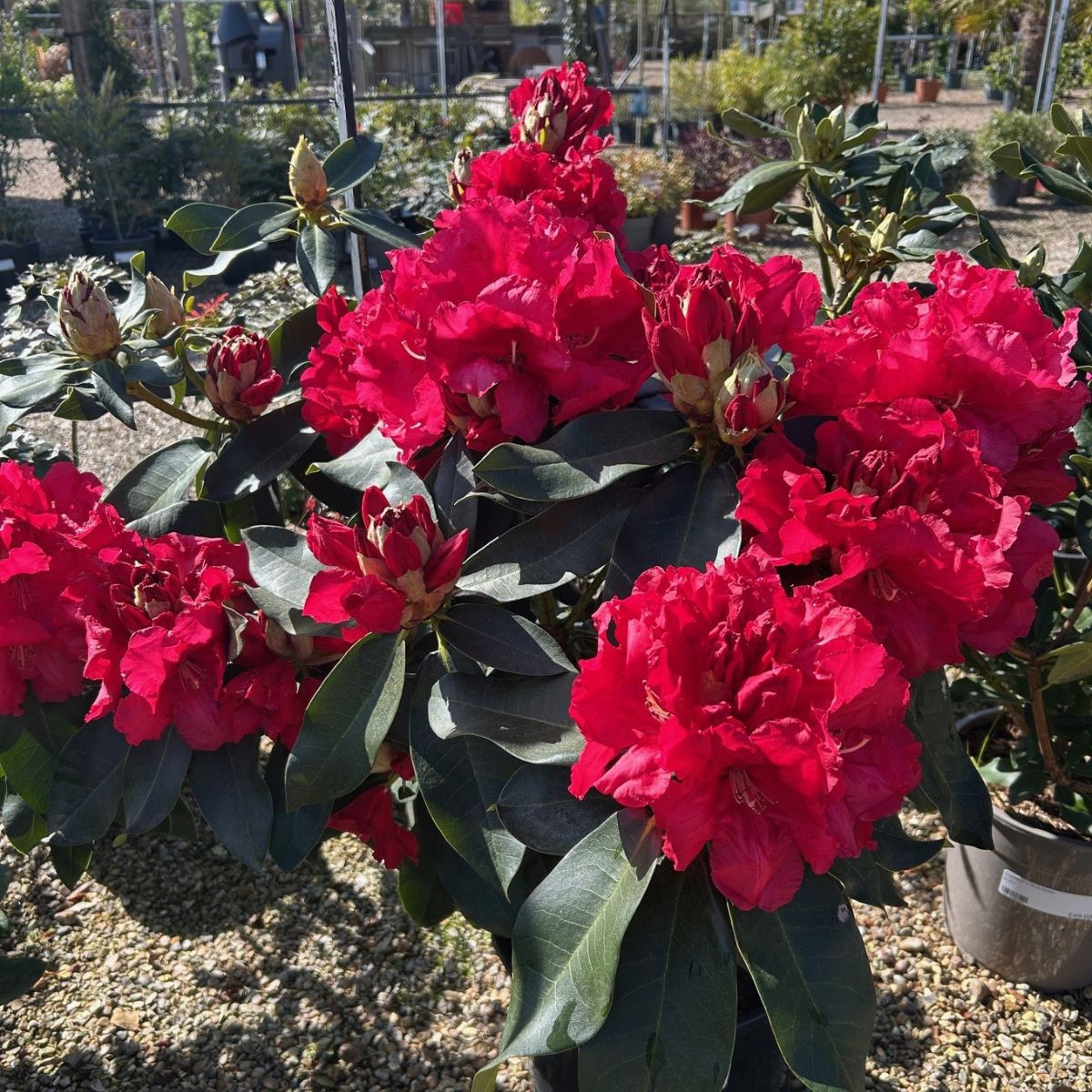 Rhododendron 'Markeeta's Prize' - buy from Cedar Nursery, Surrey