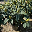 Buy Rhododendron 'Van' from Cedar Nursery, Surrey