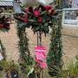Rhododendron Wine and Roses standard