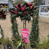 Rhododendron Wine and Roses standard