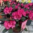Rhododendron Wine and Roses available to buy from Cedar Nursery, Surrey