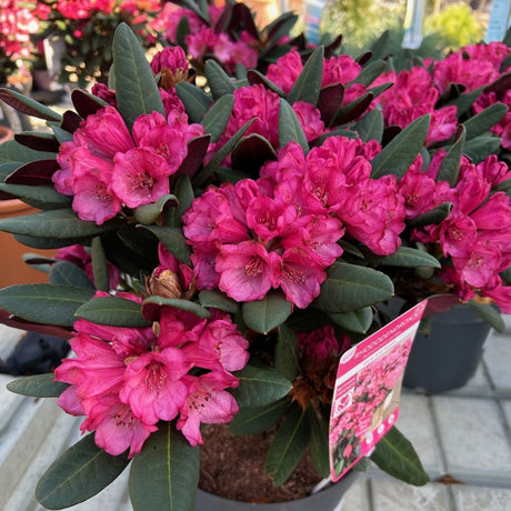 Rhododendron Wine and Roses available to buy from Cedar Nursery, Surrey