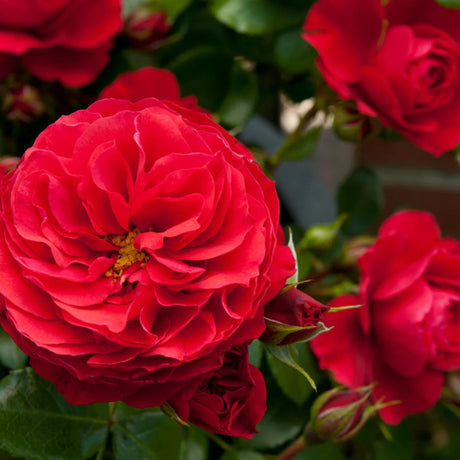 3/4 standard Rosa Cherry Girl rose
