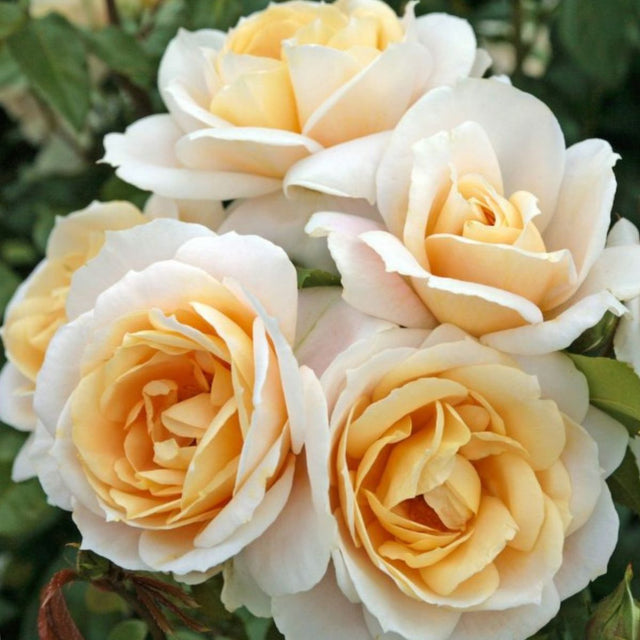 'Lions-Rose' Floribunda