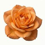 Rosa Patio Rose   Orange 3L at Cedar Nursery Surrey