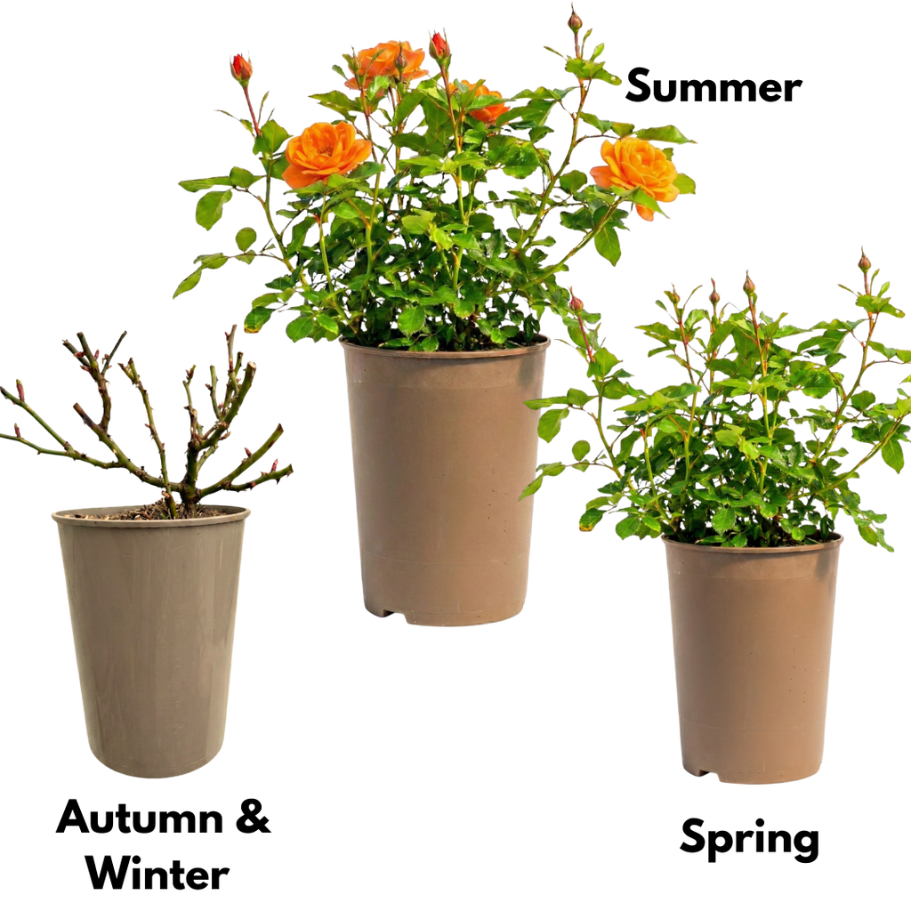 Rosa Patio Rose   Orange 3L at Cedar Nursery Surrey