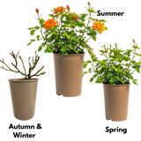 Rosa Patio Rose   Orange 3L at Cedar Nursery Surrey