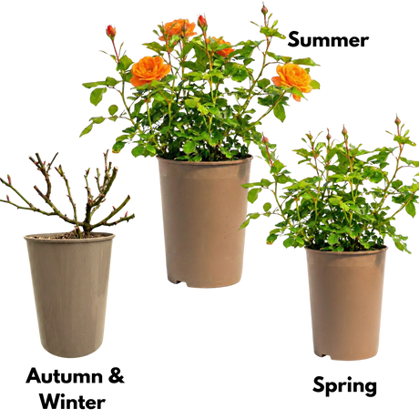 Rosa Patio Rose   Orange 3L at Cedar Nursery Surrey