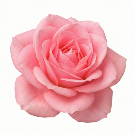 Rosa Patio Rose   Pink 3L at Cedar Nursery Surrey